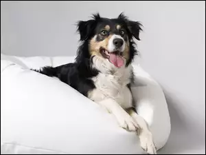 Szczęśliwy pies wyleguje się na białej pufie