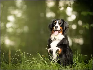 na łące w trawie siedzi Berneński pies pasterski