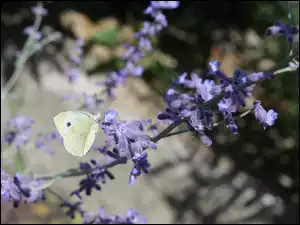 Fioletowe, Motyl, Bielinek, Kwiatki