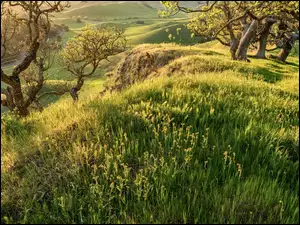 Łąka i drzewa na wzgórzu nad doliną w słonecznym blasku