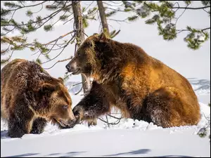 Dwa niedźwiedzie brunatne na śniegu