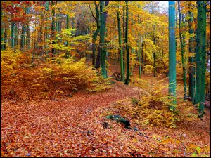 Jesień, Droga, Drzewa, Las, Ścieżka