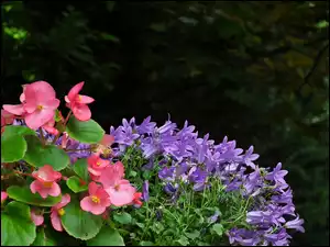 Begonia, Kwiaty