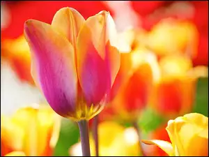 Tulipan, Kolorowy