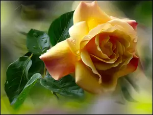 Żółto-czerwona róża z liśćmi w kroplach