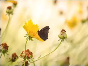 NachyĹek, Motyl, ĹťĂłĹty, Kwiat