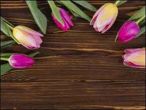 Dwukolorowe tulipany na deskach