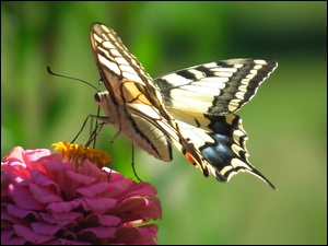 Kwiat, Motyl, Paż królowej