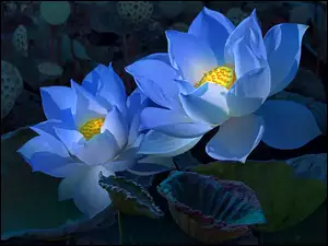 Dwa niebieskie kwiaty lotosu