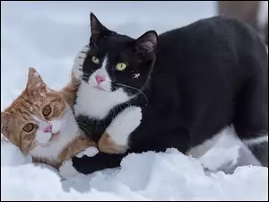 Dwa koty w śniegu