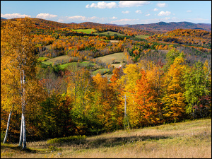 Lasy, Drzewa, Wzgórze, Jesień, Kolorowe