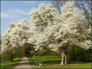 Ławki pod kwitnącymi drzewami w parku