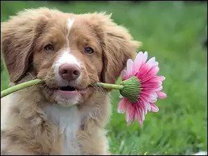 Kwiatek, Pies
