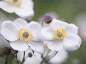 Kwiaty, Zawilce japońskie