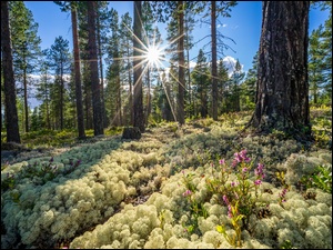 Promienie słońca między drzewami i wiosenne kwiaty w norweskim lesie