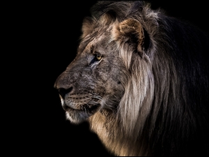 Profil lwa