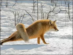 Rozciąganie lisa w zimie