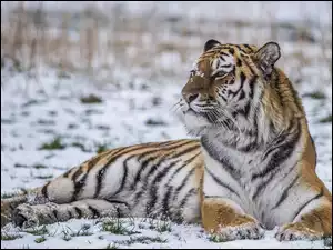 Tygrys leży na śniegu
