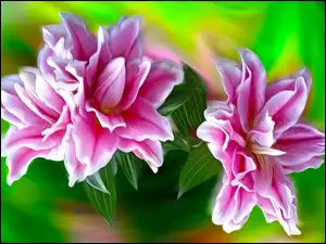 Graficzne dwie lilie
