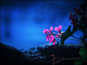Noc, Pelargonia, Kwiaty, ĹwiatĹo