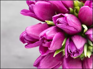 Fioletowe tulipany w bukiecie