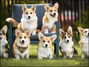 Siedem psów welsh corgi cardigan