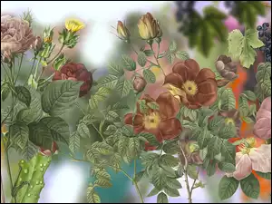 Grafika, Kwiaty, Róże, Winogrono