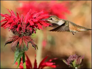 Koliber przyfrunął na czerwony kwiat