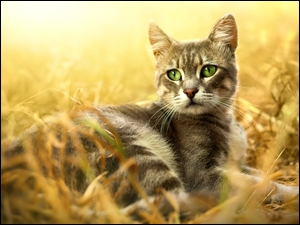 Zielone oczy kota w trawie