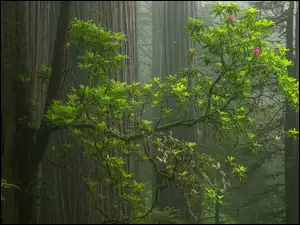 Różanecznik na tle zamglonych drzew w Parku Narodowym Redwood