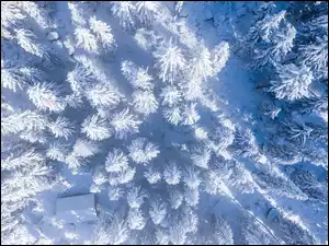 Drzewa, Zima, Śnieg, Z lotu ptaka, Las, Dom
