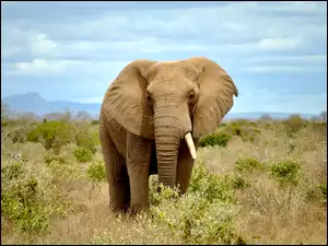 Słoń przechadza się po sawannie