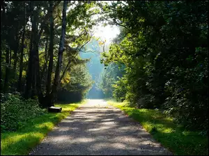 Droga przez las pośród zieleni
