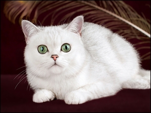 Biały kot o zielonych oczach