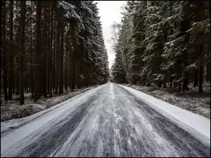 Śnieg, Zima, Las, Droga, Drzewa