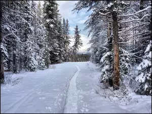 droga zimą przez las