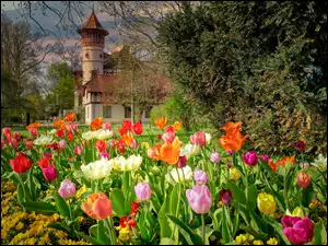 Wiosenne tulipany w parku