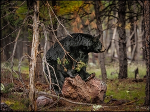 Amerykański czarny niedźwiedź baribal siedzi na kamieniu