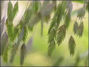 Źdźbła, Trawa ozdobna