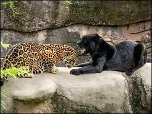 SkaĹy, Jaguar, Pantera