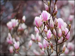 Kwiaty, Magnolia, Różowe