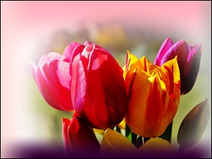 Efekty Graficzne, Tulipany