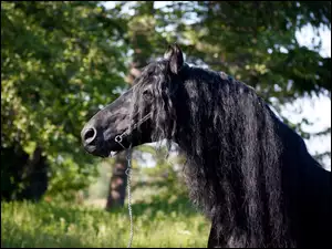 Czarny koń w blasku światła