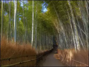 Las bambusowy, Bambusy, Arashiyama, Japonia, Droga, Kioto