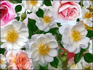 Grafika, Kwiaty, Róże, Dzikie róże