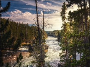 Yellowstone River, Drzewa, Stany Zjednoczone, Rzeka, Wyoming, Park Narodowy Yellowstone, Sosny