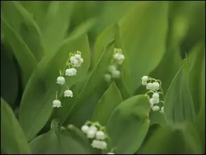 Konwalie, LiĹcie, Kwiaty, BiaĹe, Zielone