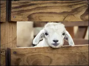 Owieczka patrząca przez ogrodzenie