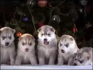 Pięć szczeniaczków Siberian Husky i ich pamiątkowe zdjęcie