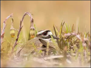 Ptak ukryty w trawie